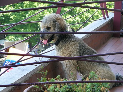 Sguardi